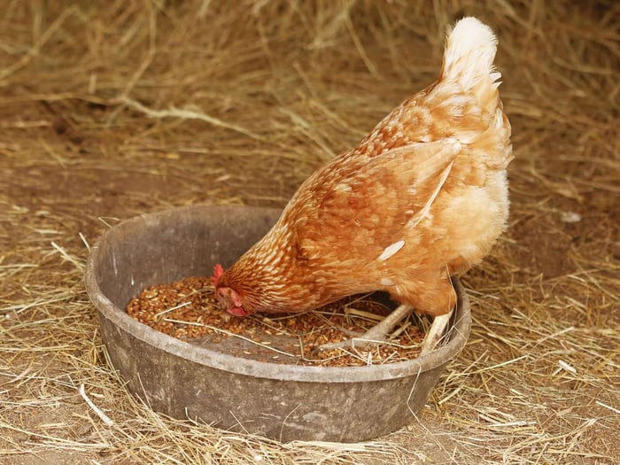 Keeping Chickens Healthy in Winter