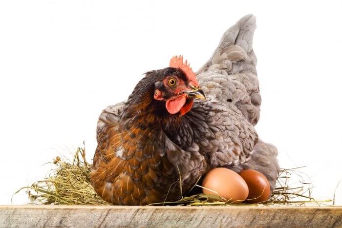Broody Hen