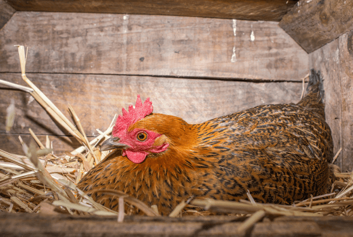 Broody Hen