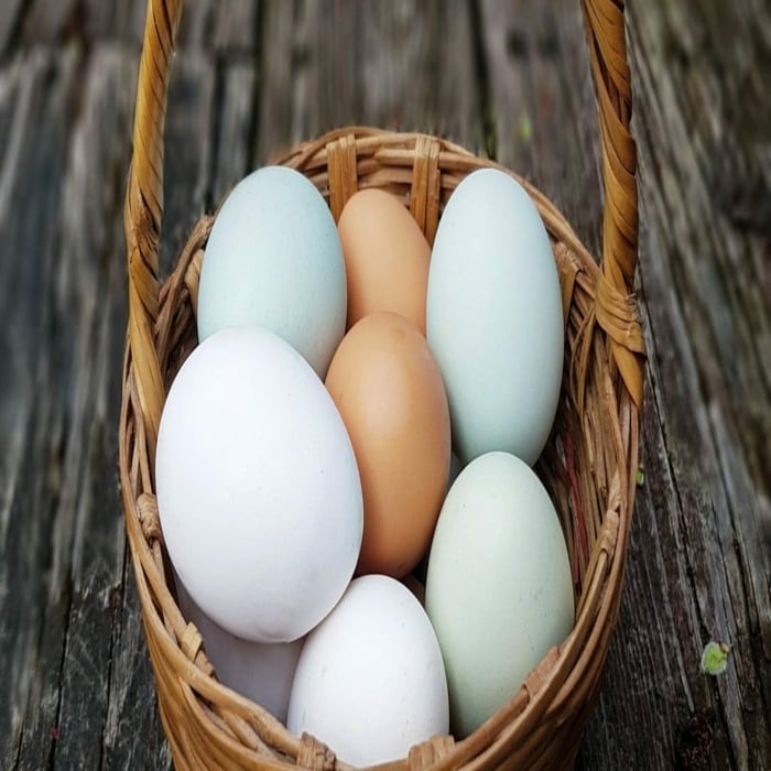 Chicken Eggs