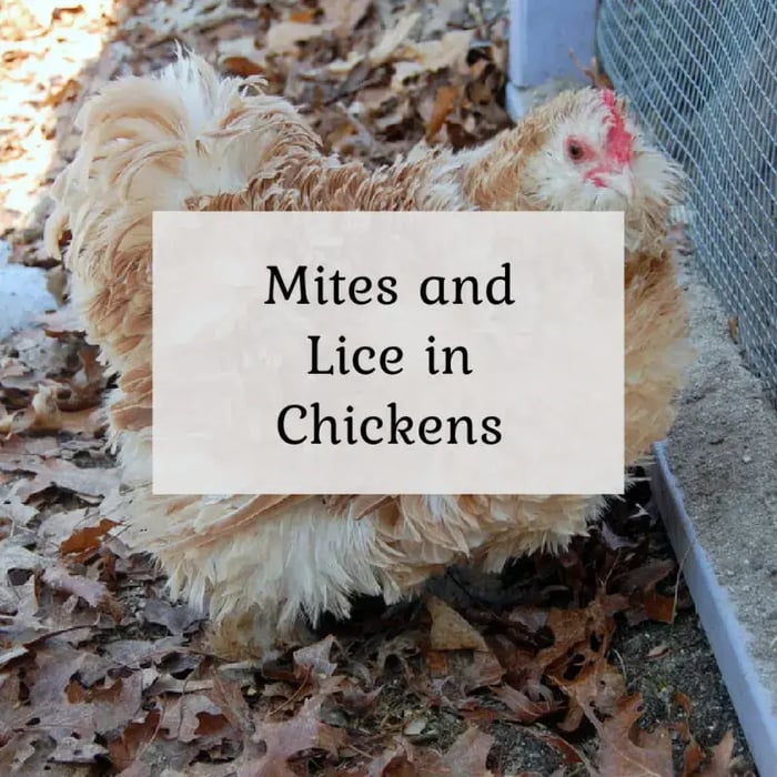 Chicken Mites