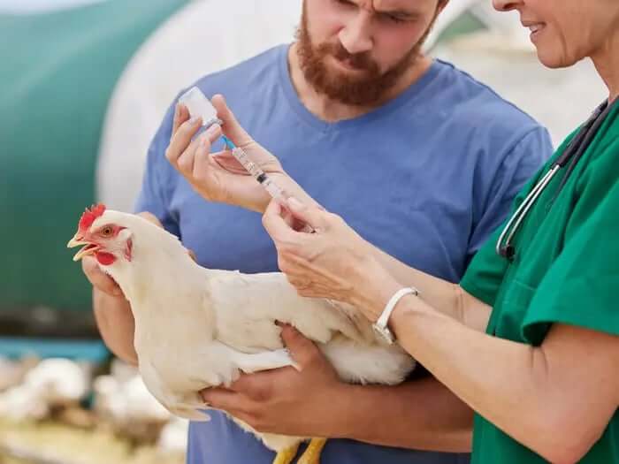 Chicken Mites Treatment Options and Prevention