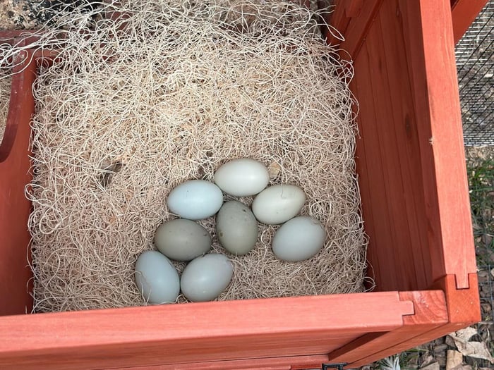 how to get chickens to lay more eggs