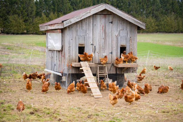 chicken poop