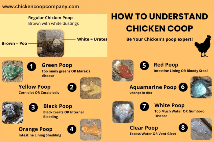 Chicken Poop