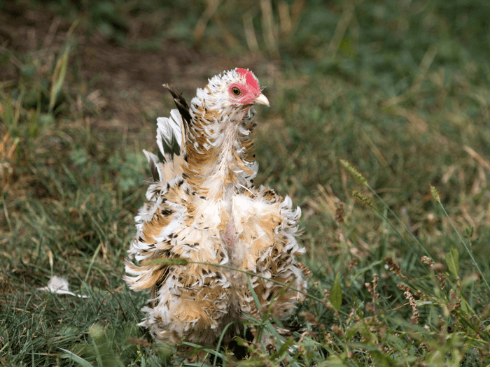 Chicken Vocabulary: Molting