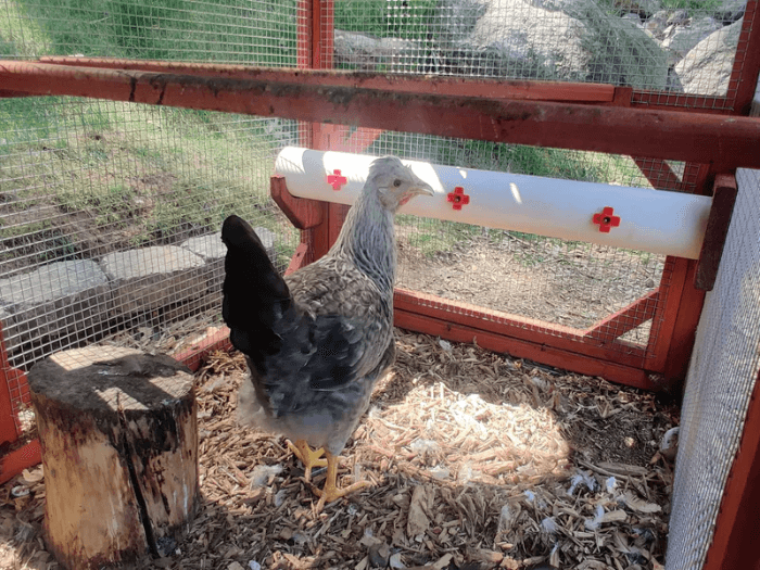 Chicken Waterer
