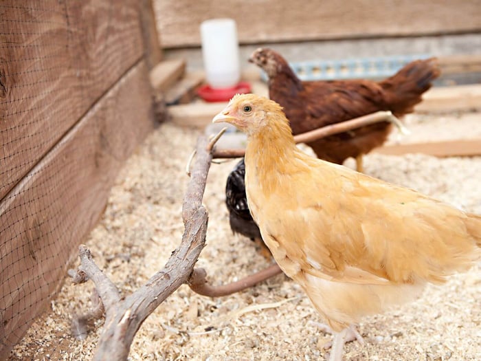 Chicken Vocabulary: Pullet
