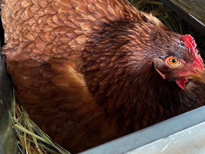 Chicken Vocabulary: Broody