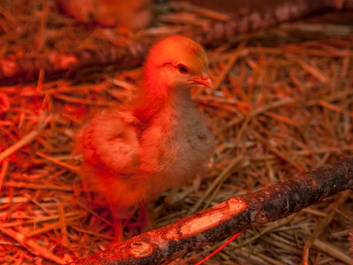 raise baby chicks