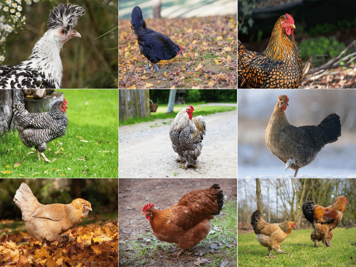 Choosing the Best Breeds for Cold Weather
