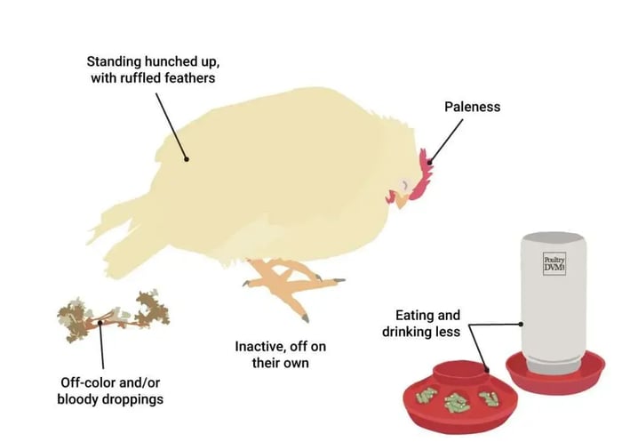 Coccidiosis in Chickens