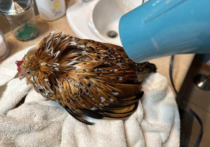 Cold Water Bath for Broodiness 