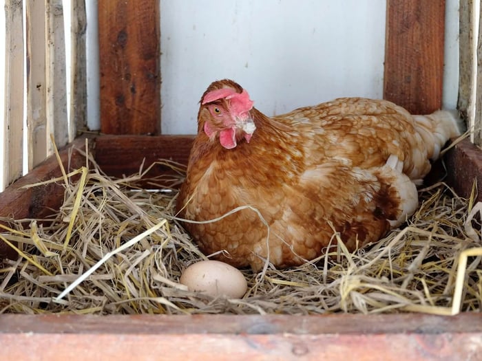incubator vs broody hen
