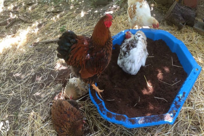 chicken dust bath