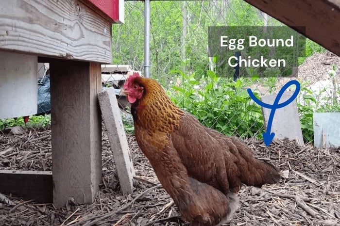 Egg Bound Chicken