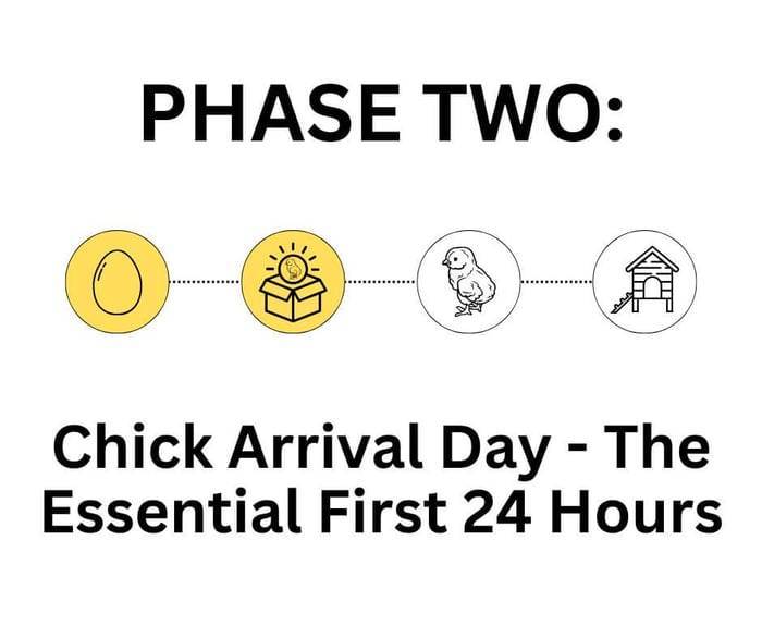 Chick Arrival Day – The Essential First 24 Hours