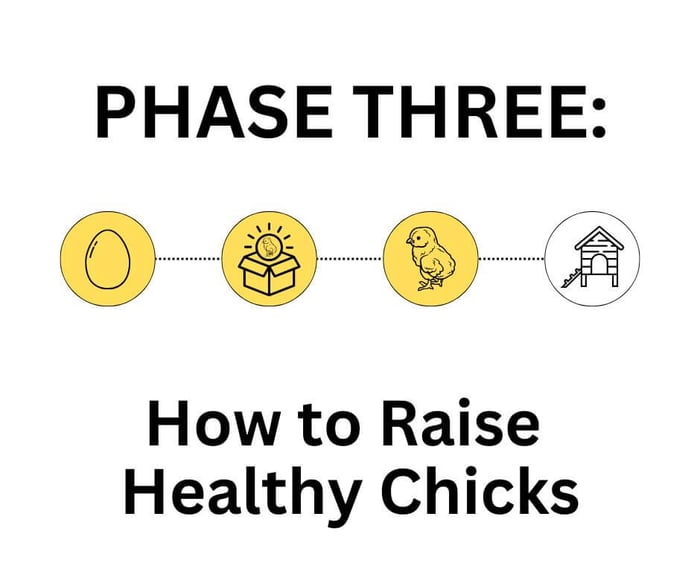 How to Raise Baby Chicks - The First 6 Weeks