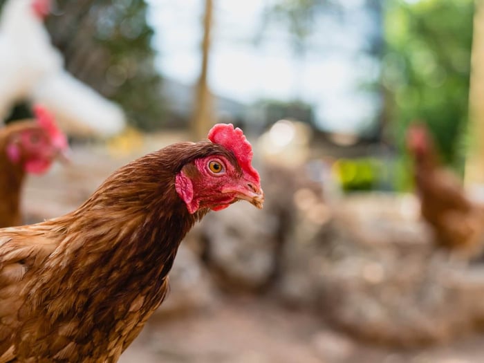 Chicken Keeping Mistakes to Leave in 2025