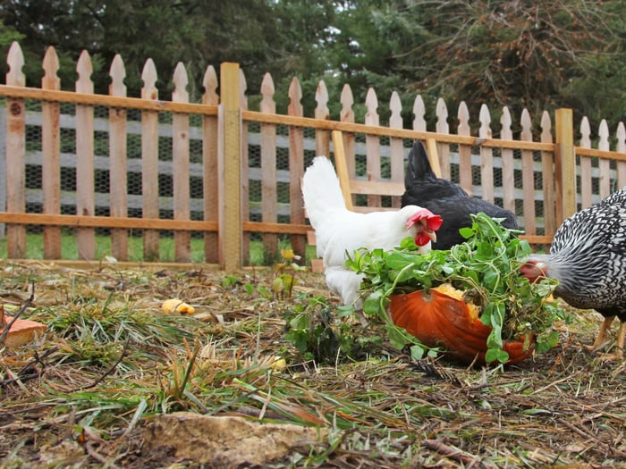 Can Chickens Eat Pumpkin? Benefits, Risks, and Feeding Tips