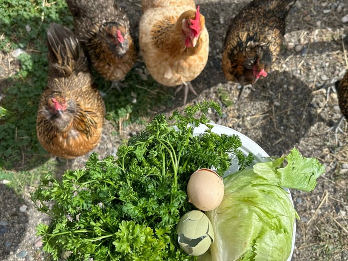 What can Chickens Eat? A Guide to Food Scraps for Your Flock