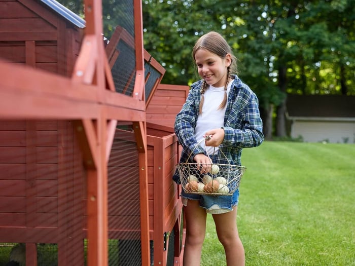 Raising Chickens With Kids: Teaching Responsibility at Home