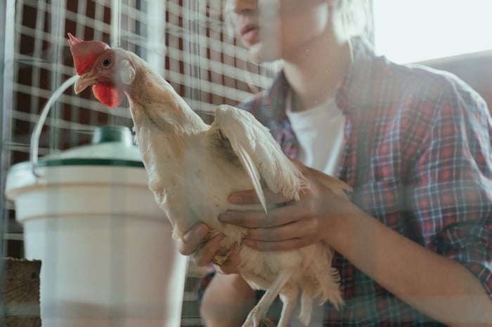Can Chickens Fly and 4 Commonly Asked Questions