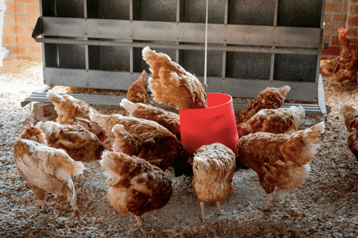 Chicken Feeder: 5 Super Simple Tips to Maintain Your Feeder