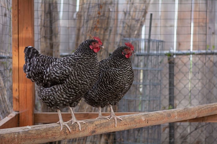 Chicken Roosting Bars: The Definitive Guide