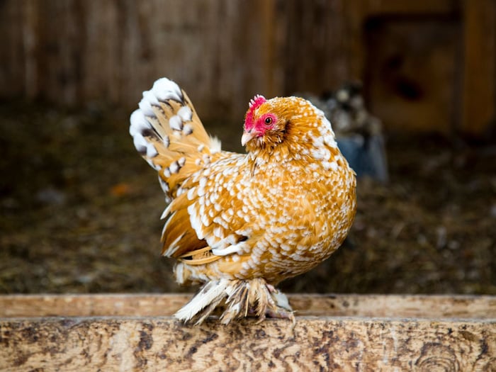 Meet the Chickens With Fluffy Feet