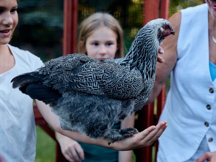 Backyard Chicken Myths That Need to Go Away