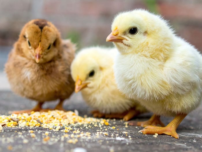 How Many Chickens Should I Get? First-Time Owner's Guide