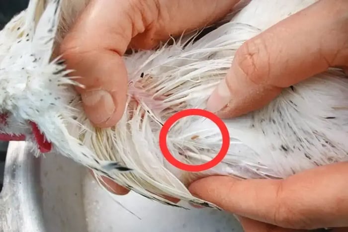 Chicken Lice