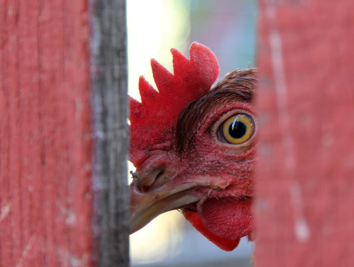 Help Your Neighbors Love Your Backyard Chickens