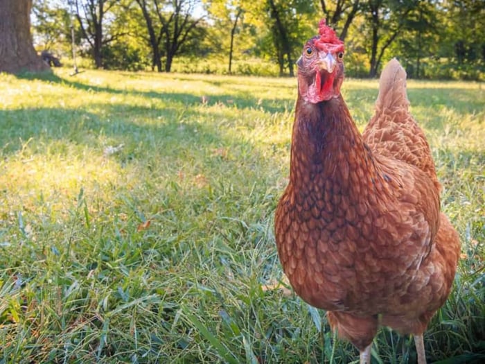 Top 5 Best Egg Laying Chicken Breeds for Backyard Flocks