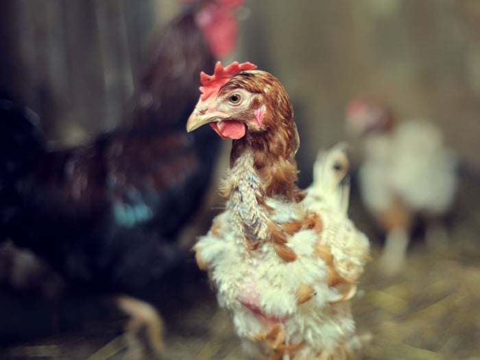 Prepare Your Chickens For Molting Season