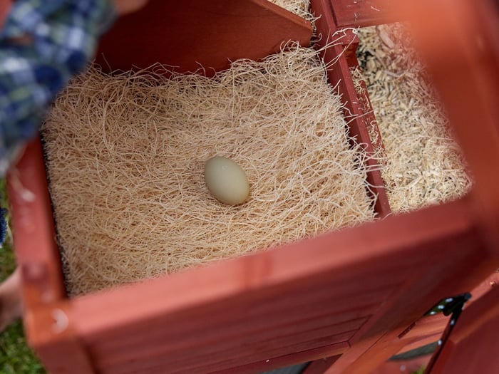 Understanding How Chickens Lay Eggs in Fall: Normal vs. Not