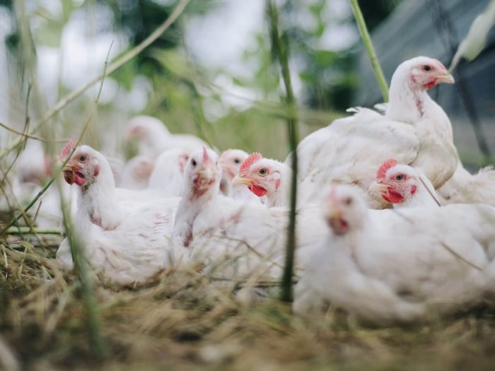 Top 5 Meat Birds for Your Homestead or Backyard Flock