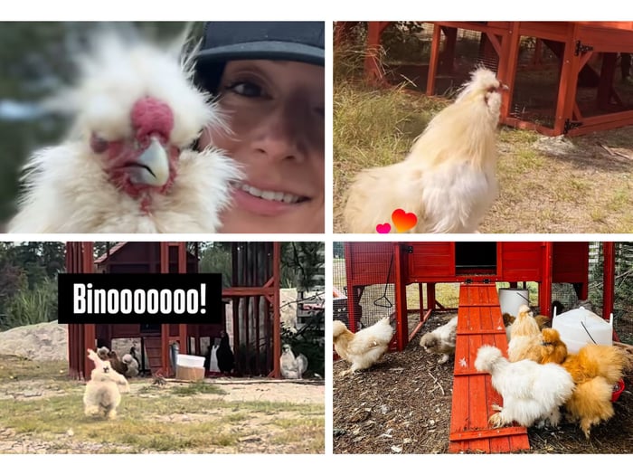 Meet Binoo: The Silkie Rooster Bringing Joy Around the World