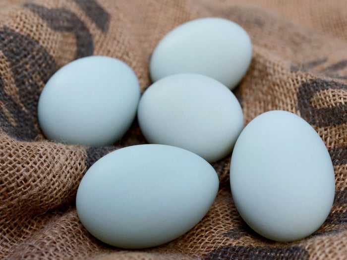 Easter Egger Chickens: Colorful Eggs Start Here