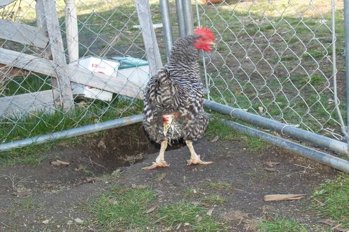 egg bound chicken