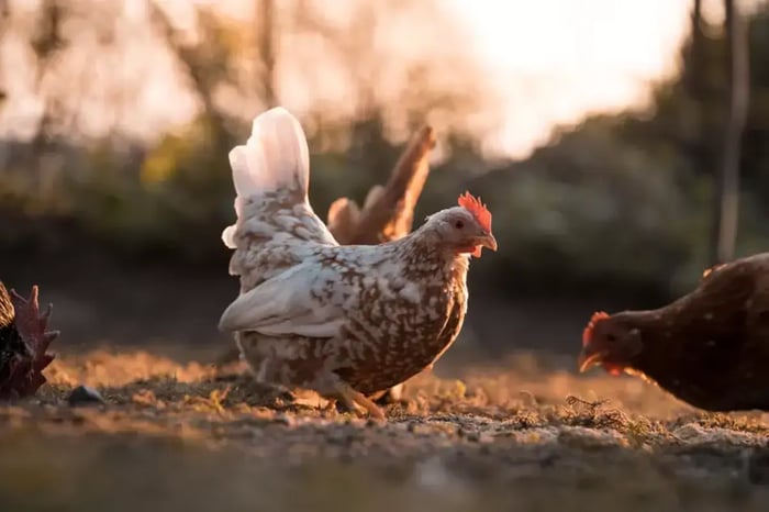 funny chicken names