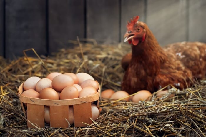 Broody Hen