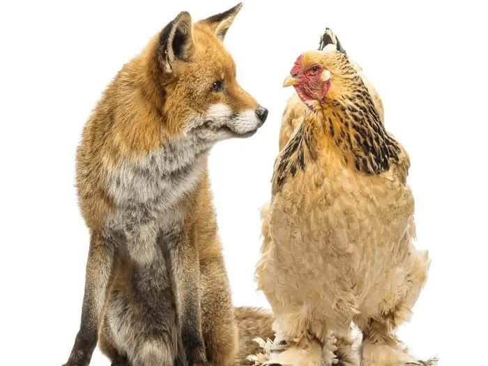 how to protect chickens from predators