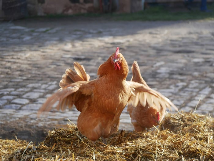 Minimizing Heat Stress for Chickens