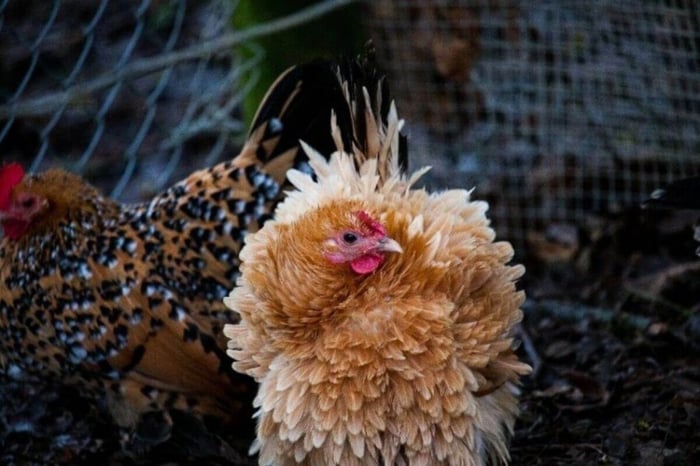 Frizzle Chickens