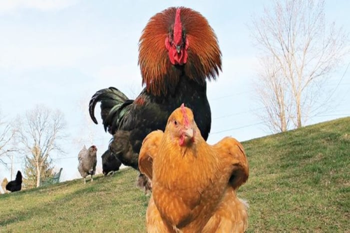 How Do Chickens Mate