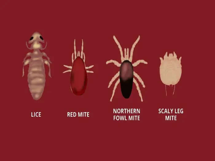chicken mites treatment