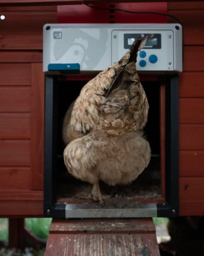 Chicken Coop Upgrades