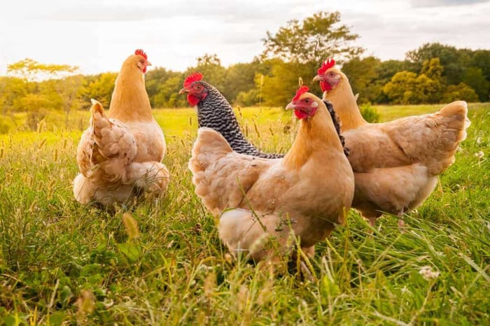 Managing Stress Factors in Chickens